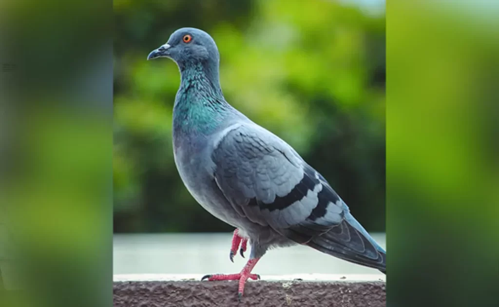 UK Pigeon Found 4,000 Miles Away In US After Getting Lost Flying Home